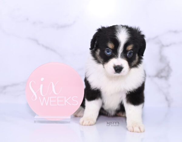 Mini / Toy Australian Shepherd Puppy Lumi