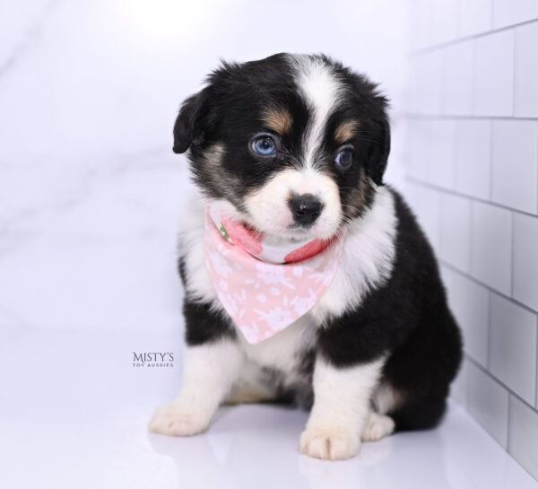 Mini / Toy Australian Shepherd Puppy Lumi