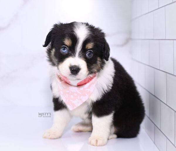 Mini / Toy Australian Shepherd Puppy Lumi