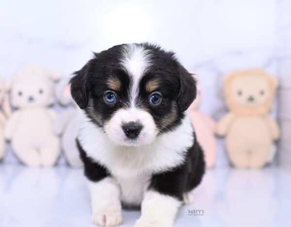 Mini / Toy Australian Shepherd Puppy Lumi