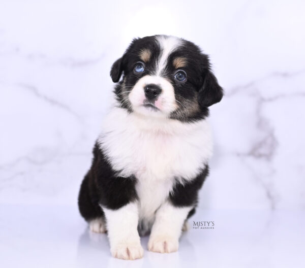 Mini / Toy Australian Shepherd Puppy Lumi