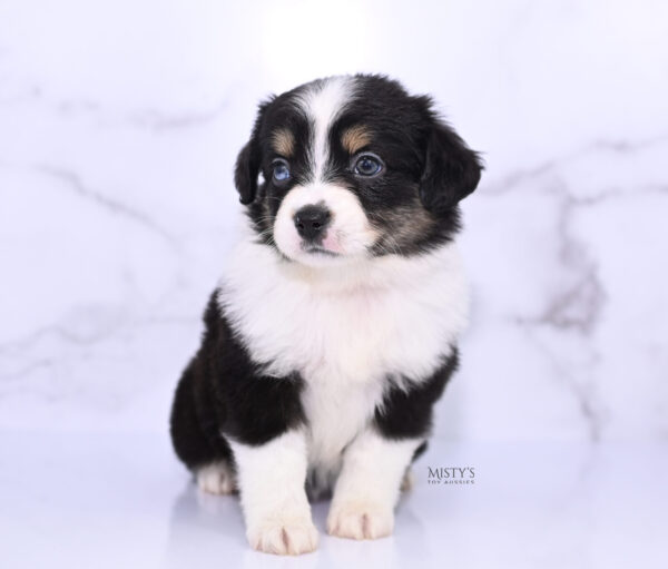 Mini / Toy Australian Shepherd Puppy Lumi