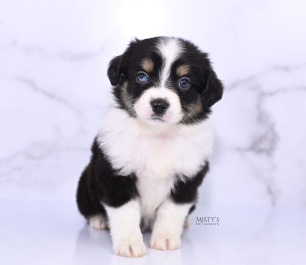 Mini / Toy Australian Shepherd Puppy Lumi