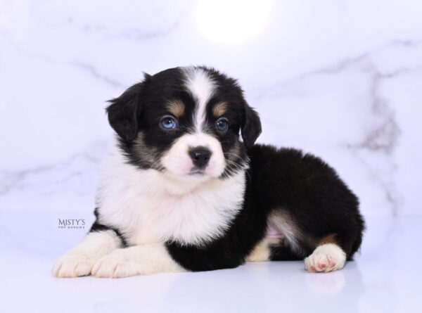 Mini / Toy Australian Shepherd Puppy Lumi