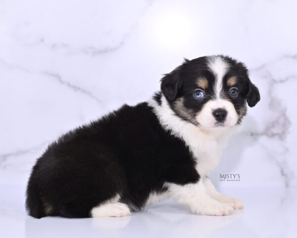 Mini / Toy Australian Shepherd Puppy Lumi