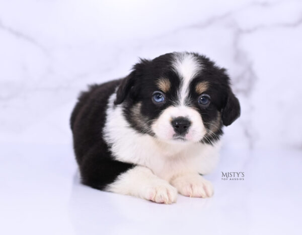 Mini / Toy Australian Shepherd Puppy Lumi