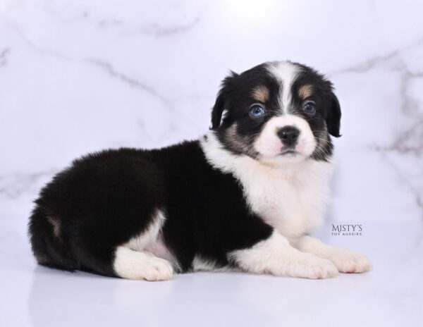 Mini / Toy Australian Shepherd Puppy Lumi