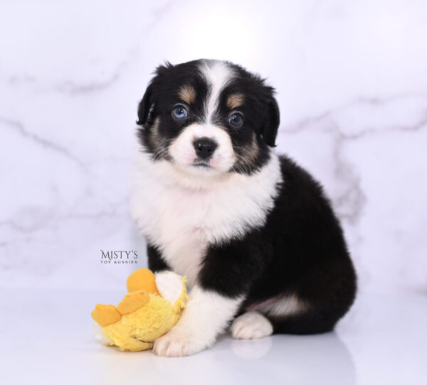 Mini / Toy Australian Shepherd Puppy Lumi