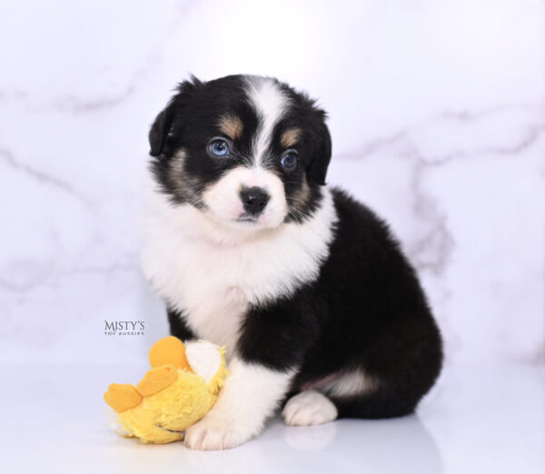 Mini / Toy Australian Shepherd Puppy Lumi