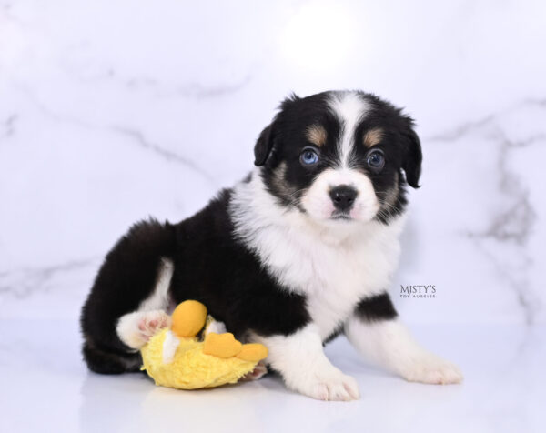 Mini / Toy Australian Shepherd Puppy Lumi