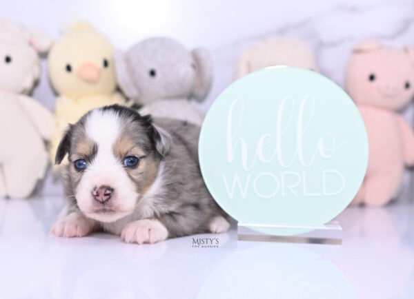 Mini / Toy Australian Shepherd Puppy Oona