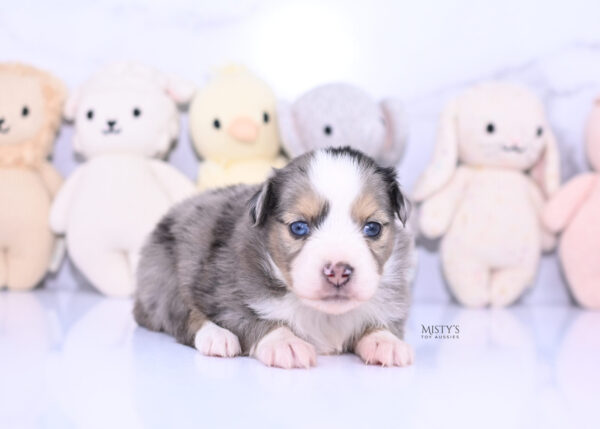 Mini / Toy Australian Shepherd Puppy Oona