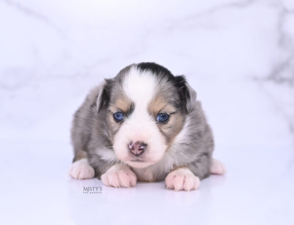 Mini / Toy Australian Shepherd Puppy Oona