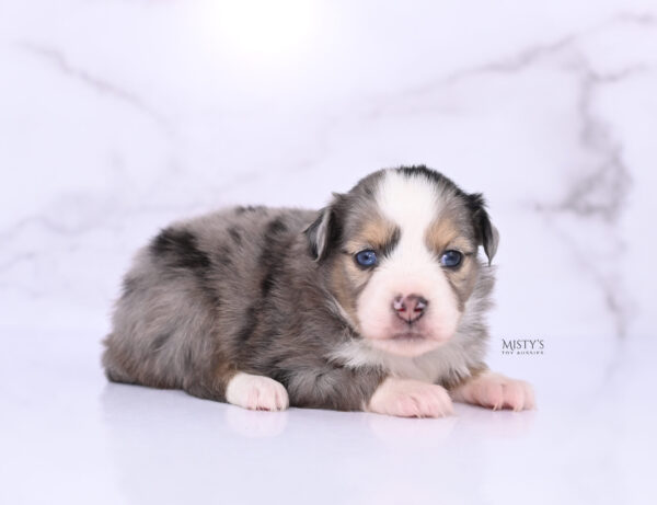 Mini / Toy Australian Shepherd Puppy Oona