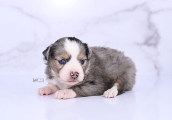 Mini / Toy Australian Shepherd Puppy Oona