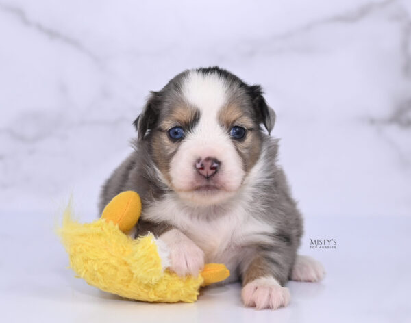 Mini / Toy Australian Shepherd Puppy Oona
