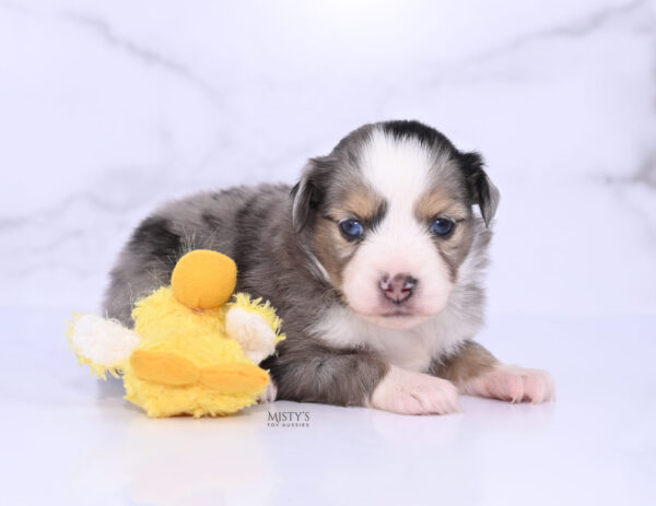 Mini / Toy Australian Shepherd Puppy Oona