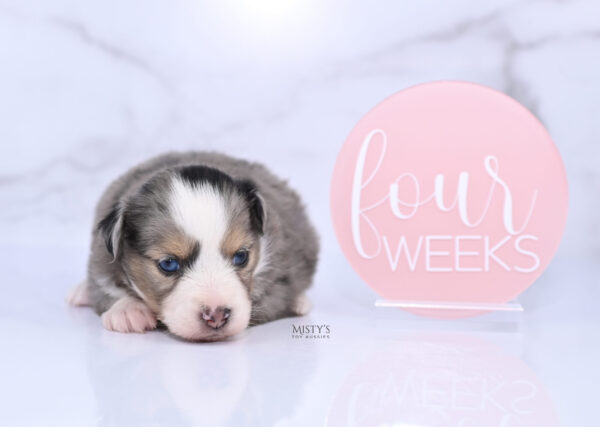 Mini / Toy Australian Shepherd Puppy Oona