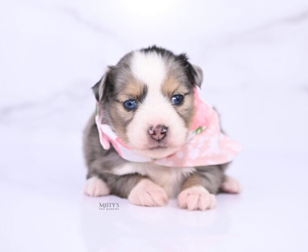 Mini / Toy Australian Shepherd Puppy Oona