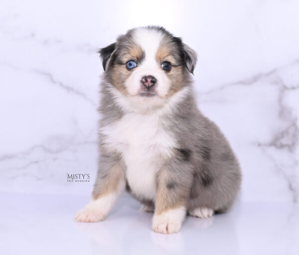 Mini / Toy Australian Shepherd Puppy Oona