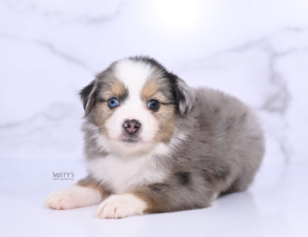 Mini / Toy Australian Shepherd Puppy Oona