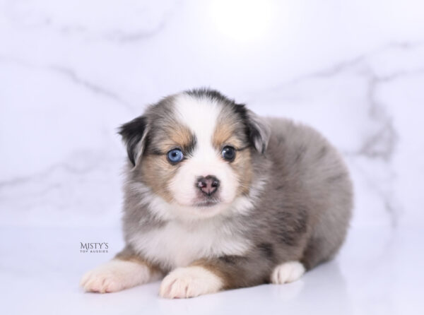 Mini / Toy Australian Shepherd Puppy Oona