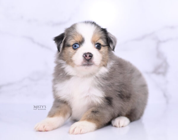 Mini / Toy Australian Shepherd Puppy Oona