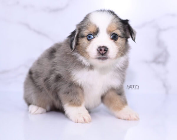 Mini / Toy Australian Shepherd Puppy Oona