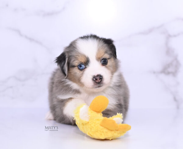 Mini / Toy Australian Shepherd Puppy Oona