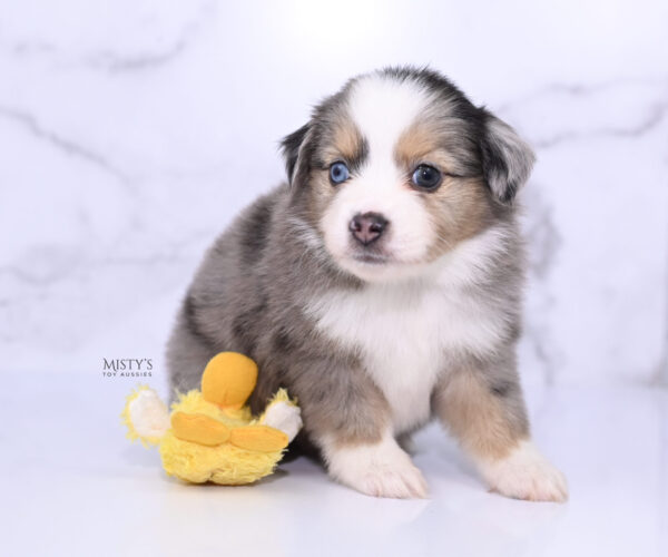 Mini / Toy Australian Shepherd Puppy Oona