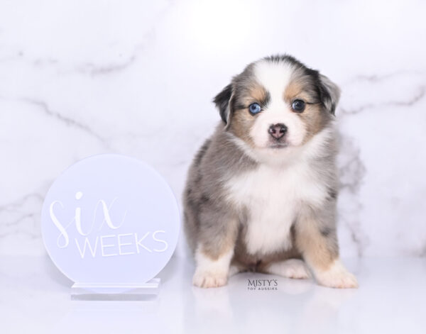 Mini / Toy Australian Shepherd Puppy Oona