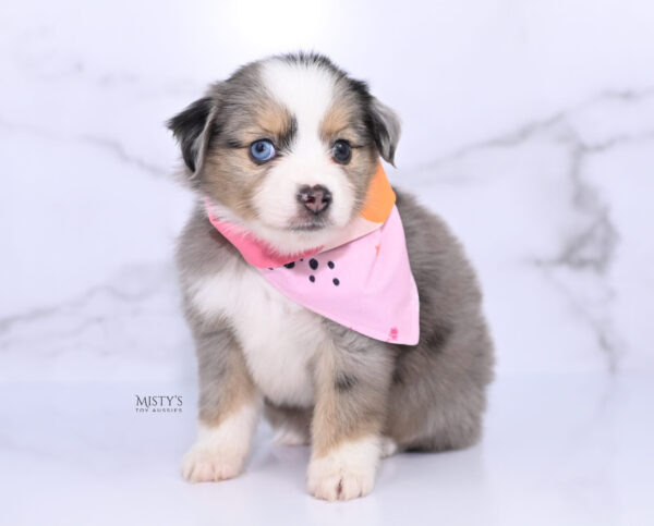 Mini / Toy Australian Shepherd Puppy Oona