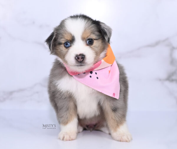 Mini / Toy Australian Shepherd Puppy Oona