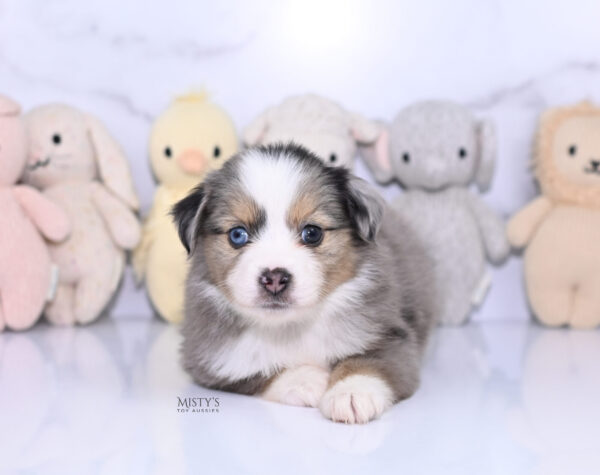 Mini / Toy Australian Shepherd Puppy Oona