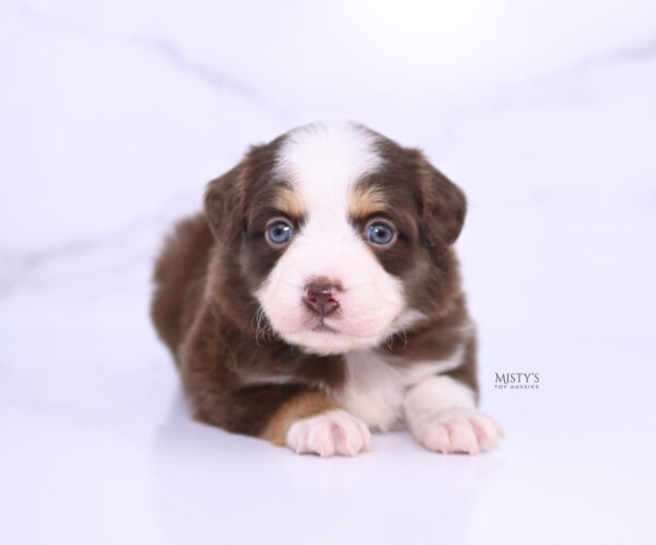 Mini / Toy Australian Shepherd Puppy Pipes