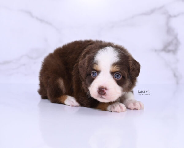 Mini / Toy Australian Shepherd Puppy Pipes