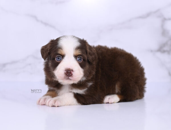 Mini / Toy Australian Shepherd Puppy Pipes