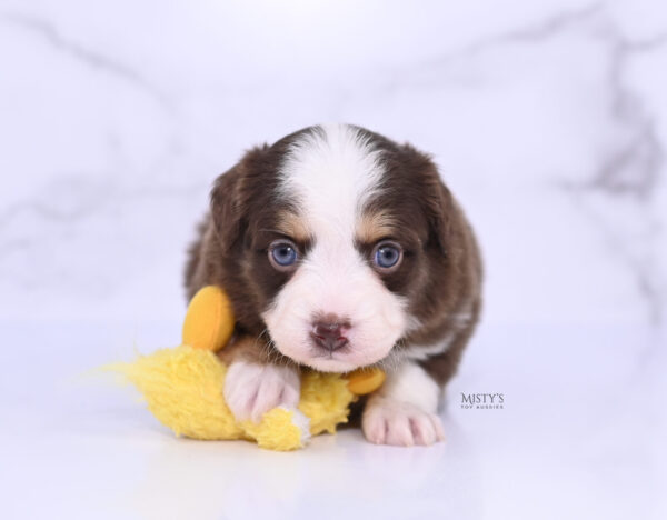 Mini / Toy Australian Shepherd Puppy Pipes