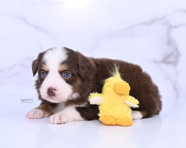 Mini / Toy Australian Shepherd Puppy Pipes