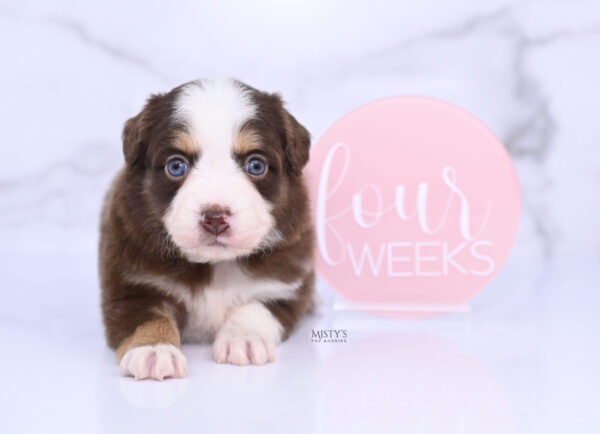 Mini / Toy Australian Shepherd Puppy Pipes