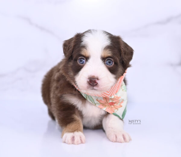 Mini / Toy Australian Shepherd Puppy Pipes