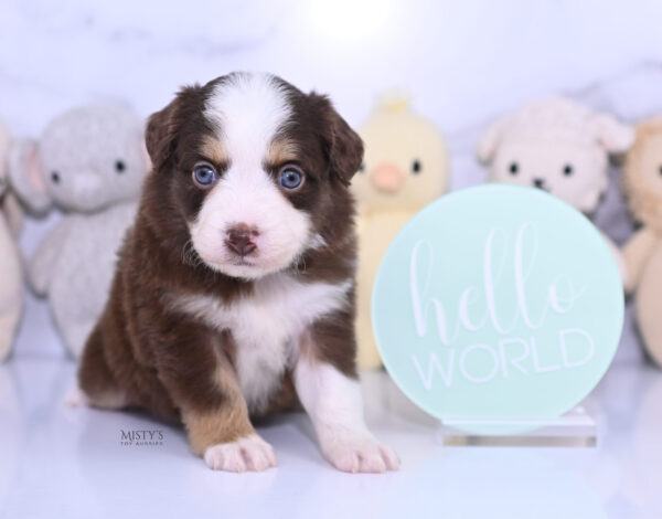 Mini / Toy Australian Shepherd Puppy Pipes