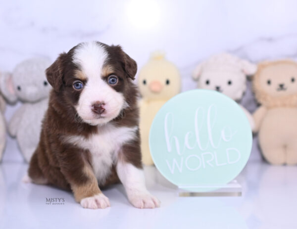 Mini / Toy Australian Shepherd Puppy Pipes