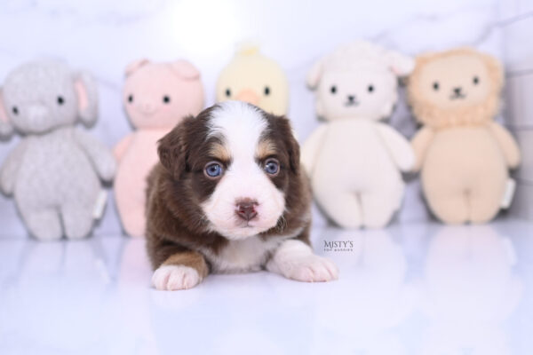Mini / Toy Australian Shepherd Puppy Pipes