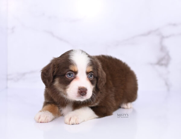 Mini / Toy Australian Shepherd Puppy Pipes