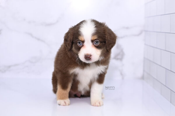 Mini / Toy Australian Shepherd Puppy Pipes