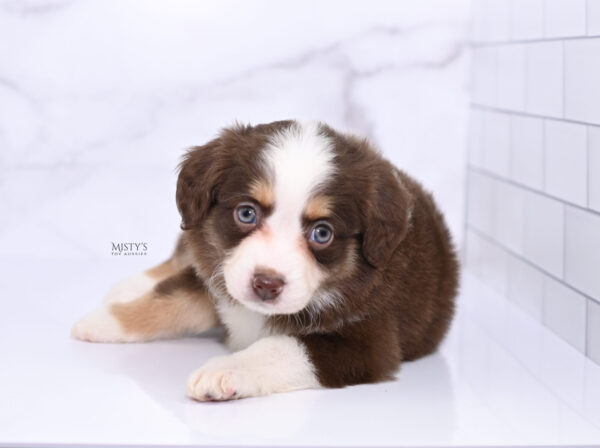 Mini / Toy Australian Shepherd Puppy Pipes