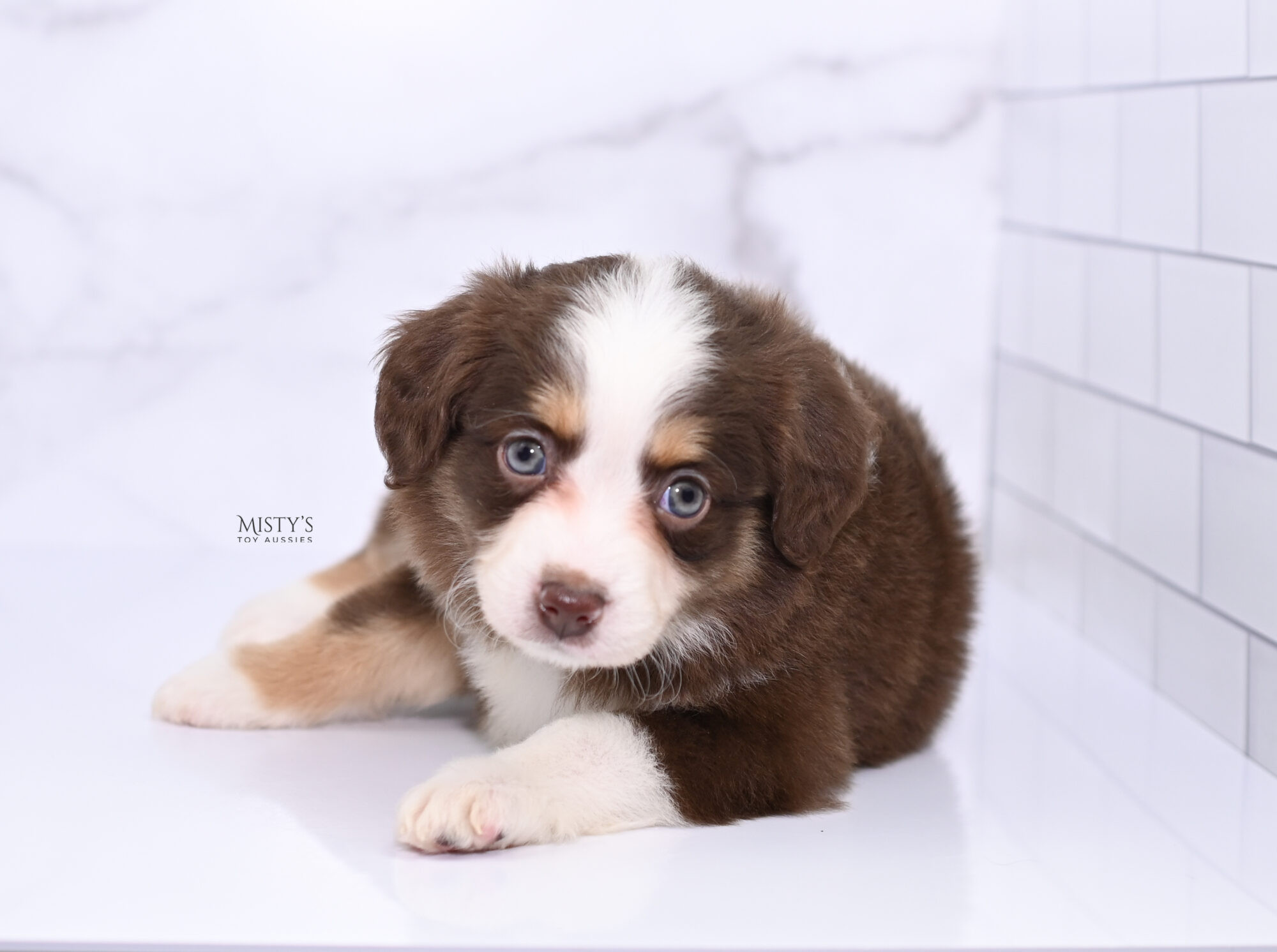 https://www.mistystoyaussies.com/wp-content/uploads/2023/12/mistys-toy-aussies-web-puppies-pipes-6-weeks798.jpg
