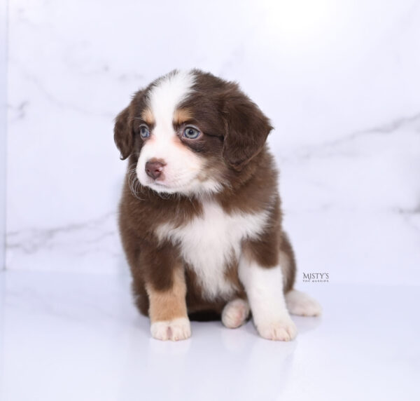 Mini / Toy Australian Shepherd Puppy Pipes