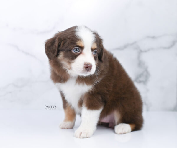 Mini / Toy Australian Shepherd Puppy Pipes